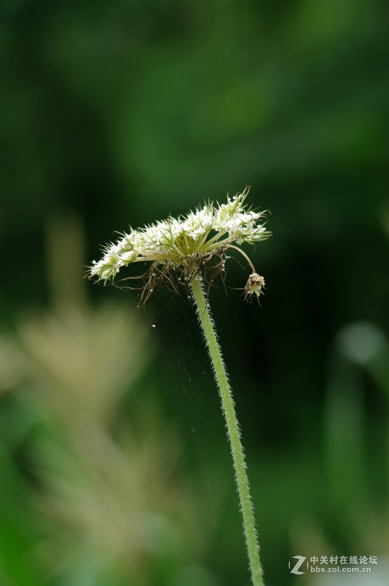 一个人的山 让心更静  (理光28-110 f2.8-f4)