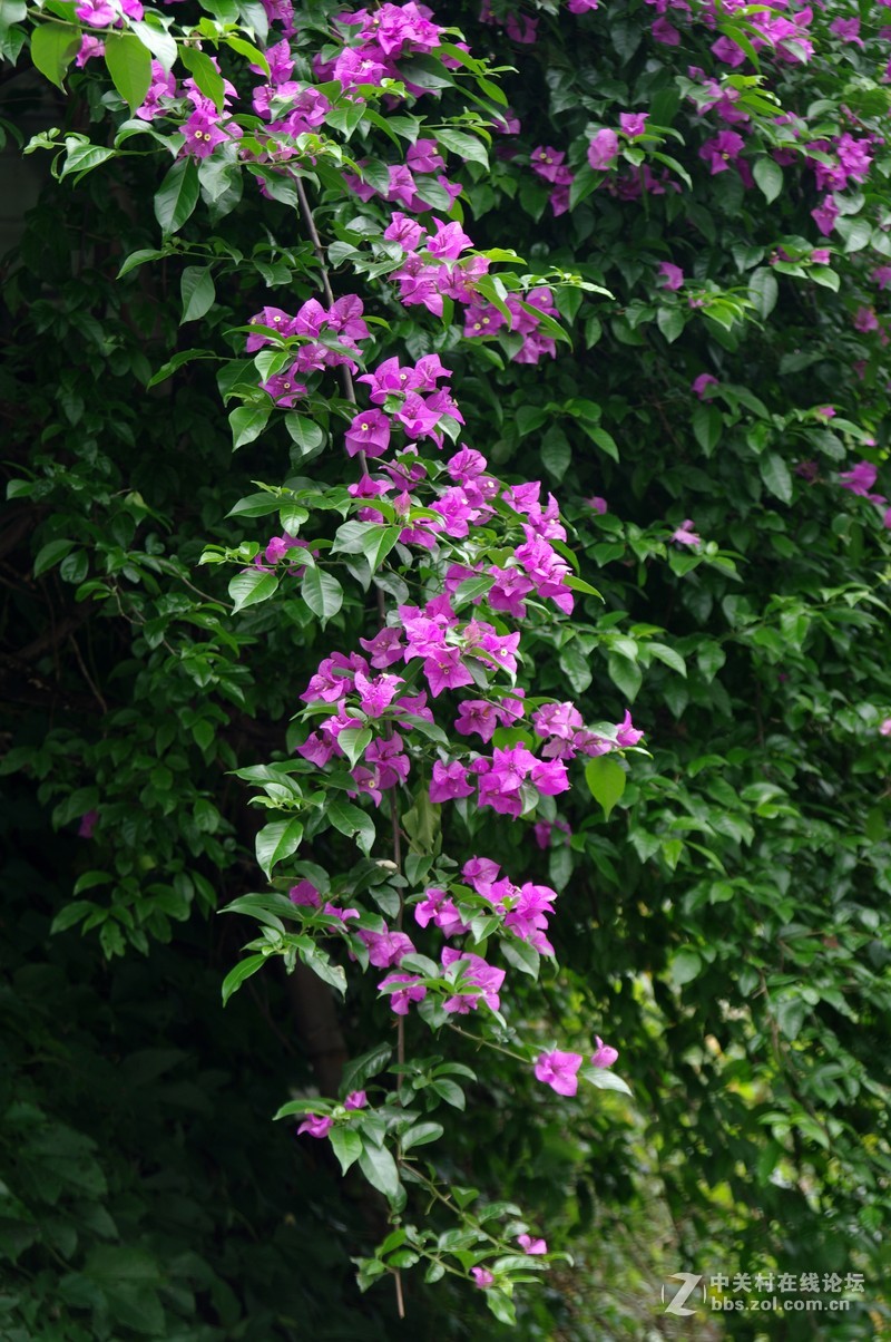 一个人的山 让心更静  (理光28-110 f2.8-f4)