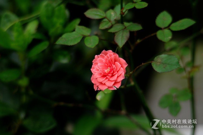 一个人的山 让心更静  (理光28-110 f2.8-f4)