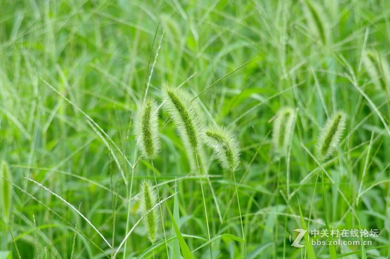 一个人的山 让心更静  (理光28-110 f2.8-f4)
