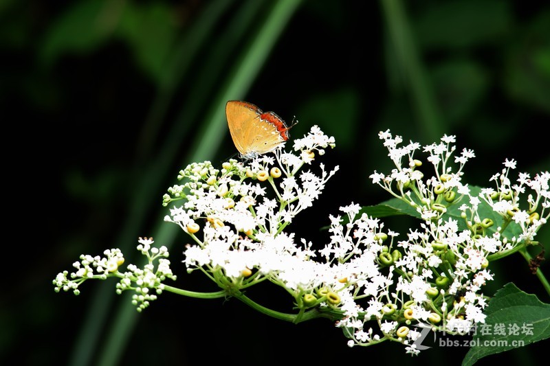 一个人的山 让心更静  (理光28-110 f2.8-f4)