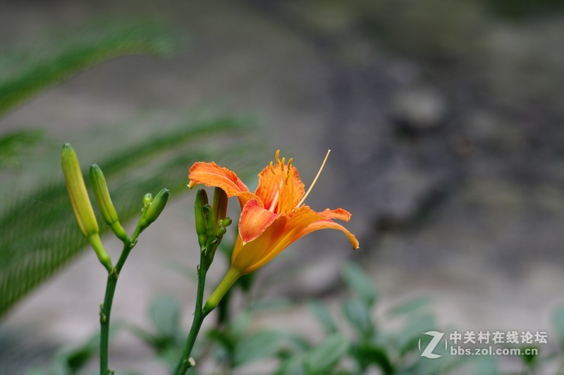 一个人的山 让心更静  (理光28-110 f2.8-f4)