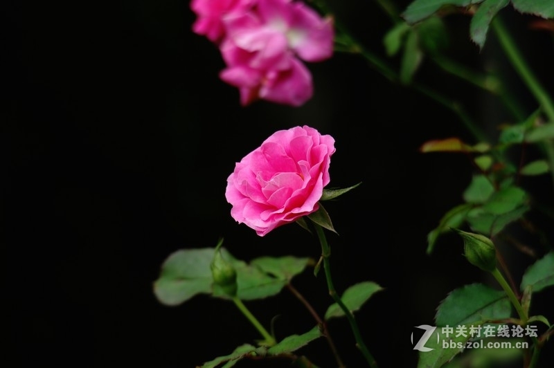 一个人的山 让心更静  (理光28-110 f2.8-f4)