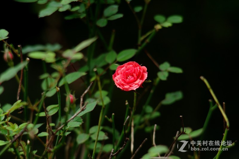 一个人的山 让心更静  (理光28-110 f2.8-f4)