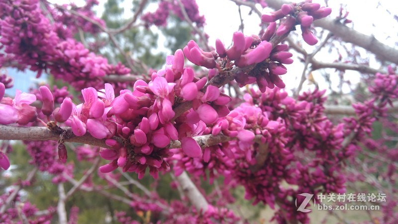 #大神F1极速版拍照#紫荆 花开