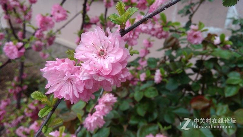 #大神F1极速版拍照#花儿开得艳