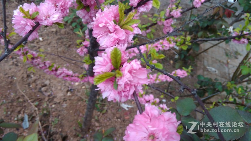 #大神F1极速版拍照#花儿开得艳