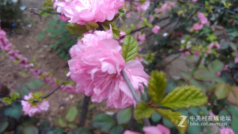 #大神F1极速版拍照#花儿开得艳