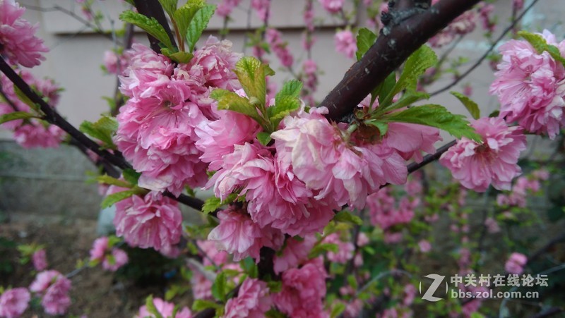 #大神F1极速版拍照#花儿开得艳