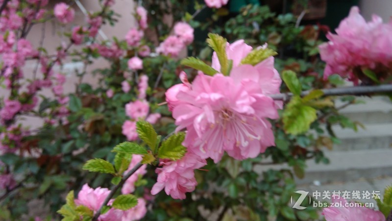 #大神F1极速版拍照#花儿开得艳