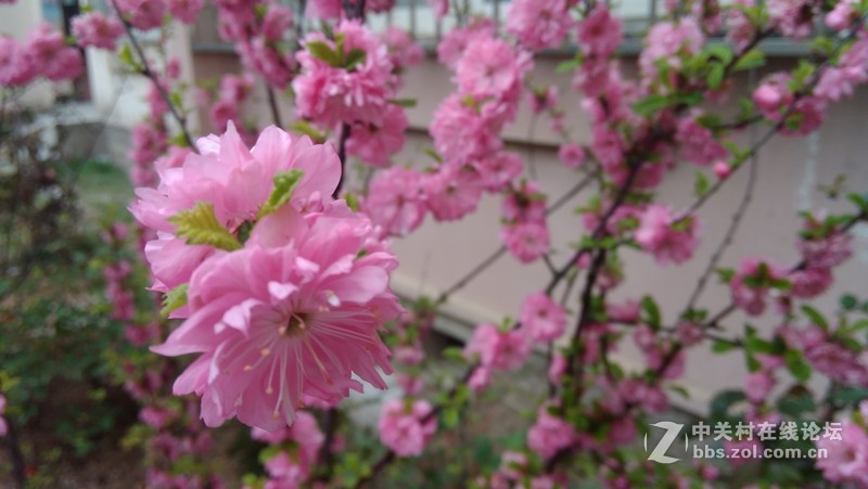 #大神F1极速版拍照#花儿开得艳