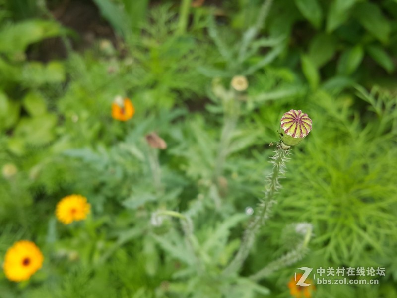 星空体育平台NOTE4 N910h 那些花朵（二）