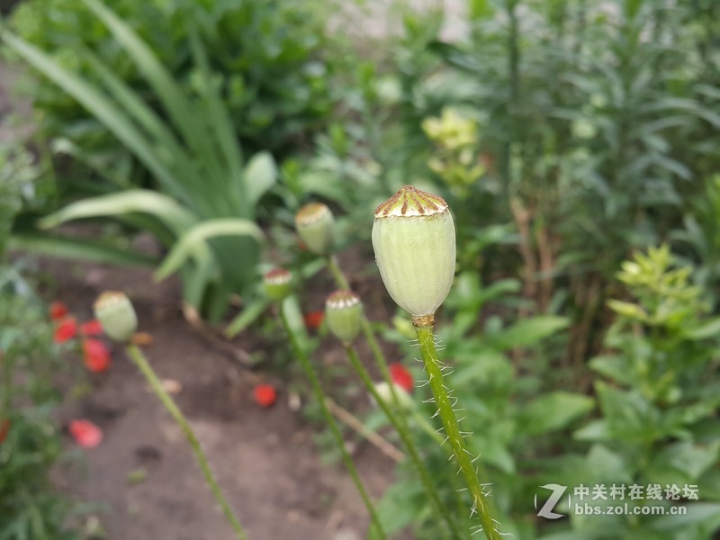 星空体育平台NOTE4 N910h 那些花朵（二）