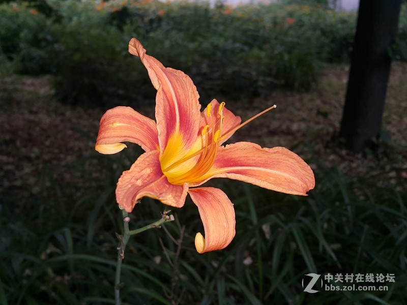 星空体育平台NOTE4 N910h 那些花朵（二）