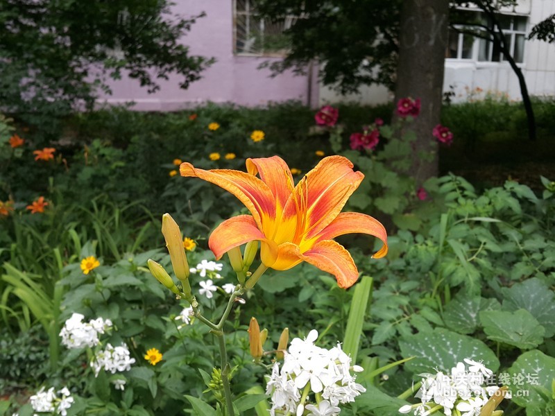 星空体育平台NOTE4 N910h 那些花朵（二）