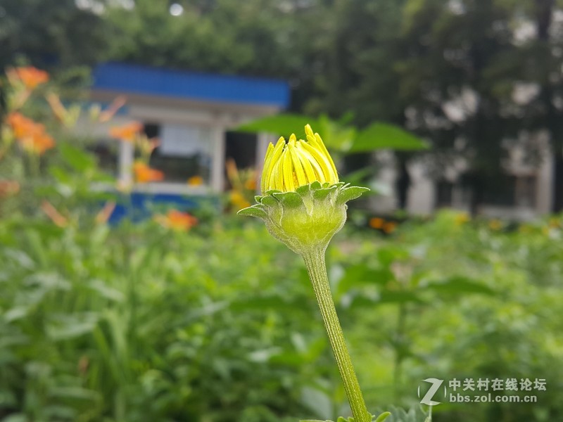 星空体育平台NOTE4 N910h 那些花朵（二）