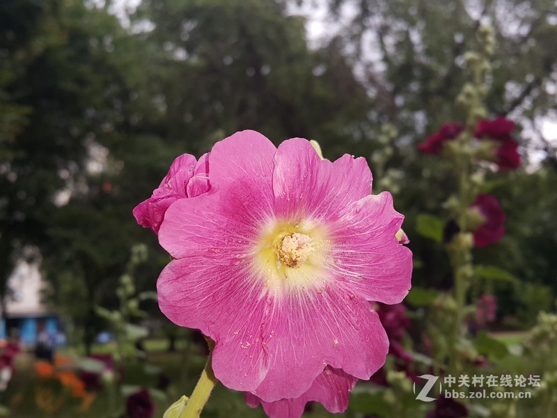 星空体育平台NOTE4 N910h 那些花朵（二）