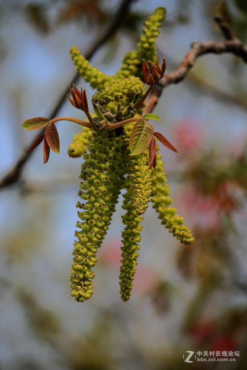核桃花开