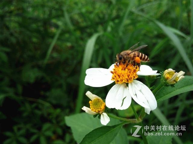 手机微距拍摄技巧