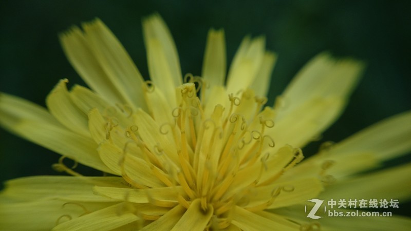 我的Z1微距拍摄