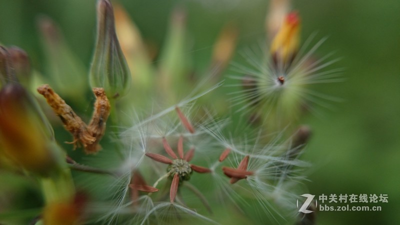 我的Z1微距拍摄