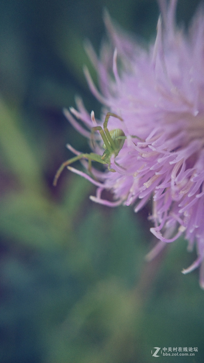 我的Z1微距拍摄
