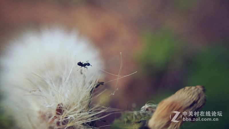 我的Z1微距拍摄