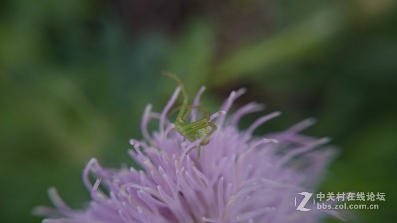 我的Z1微距拍摄