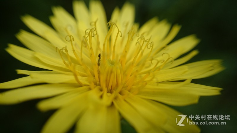 我的Z1微距拍摄