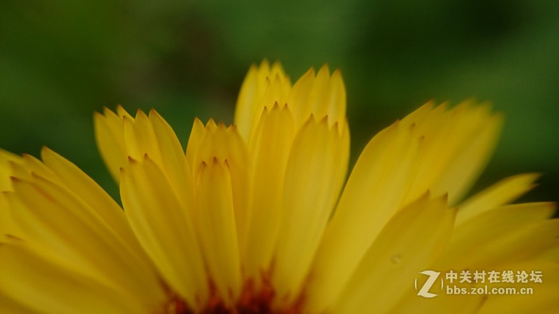 我的Z1微距拍摄