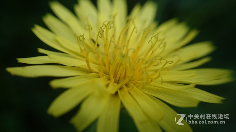 我的Z1微距拍摄