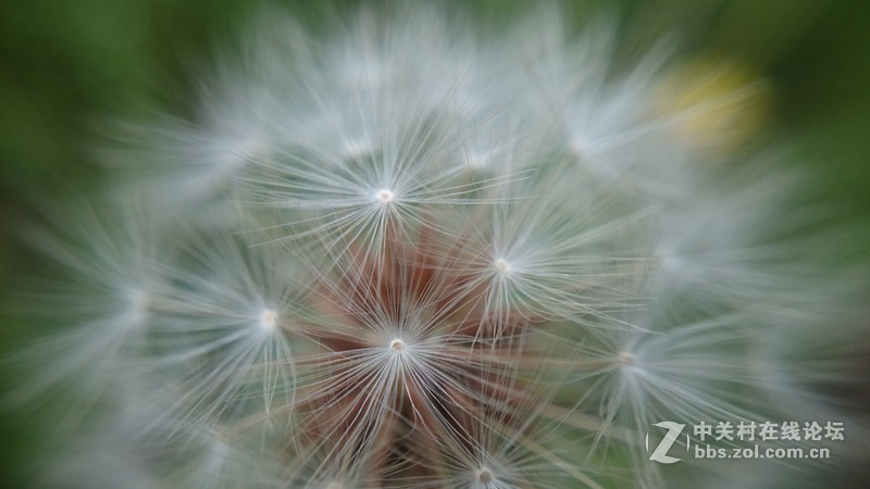 我的Z1微距拍摄