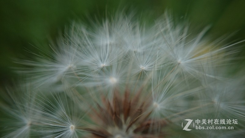 我的Z1微距拍摄