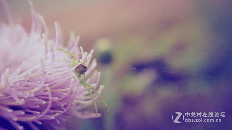 我的Z1微距拍摄