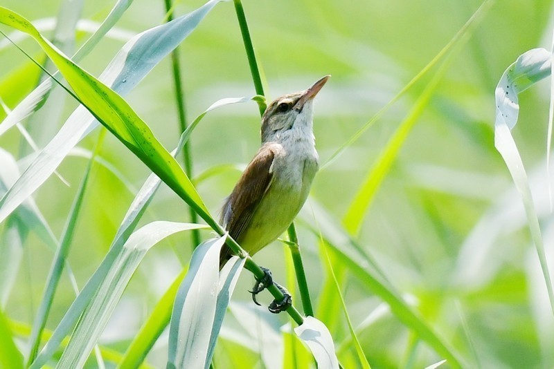 大苇莺唱歌