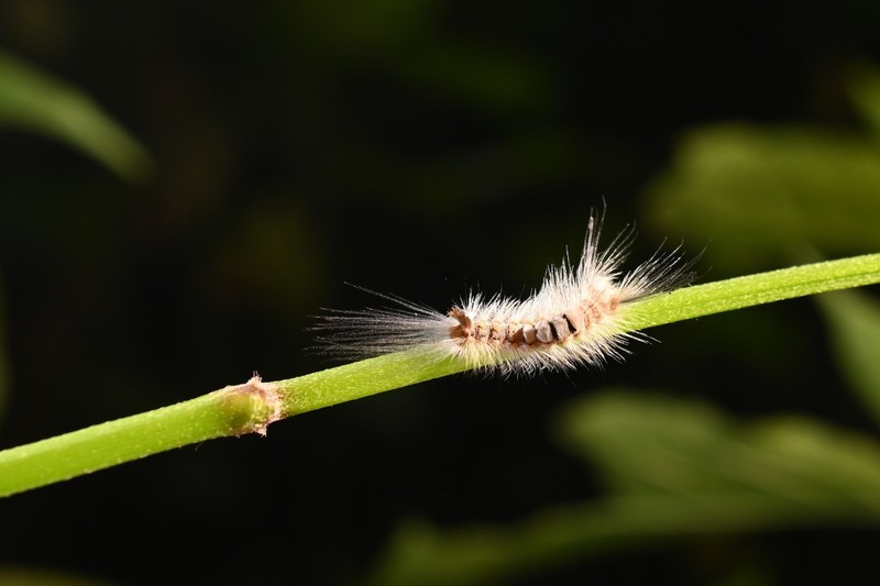 千虫百态--试机片