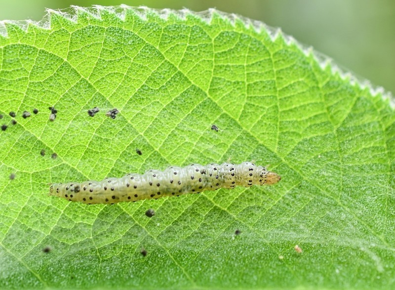 千虫百态--试机片
