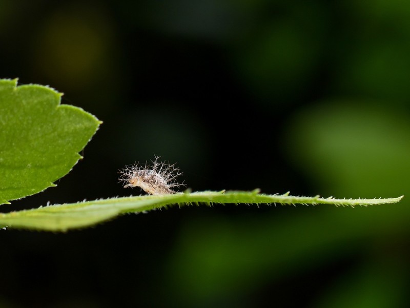 千虫百态--试机片
