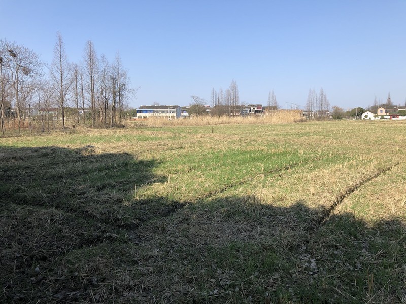 iPhonex日常拍照样张