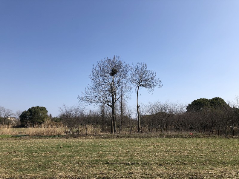 iPhonex日常拍照样张