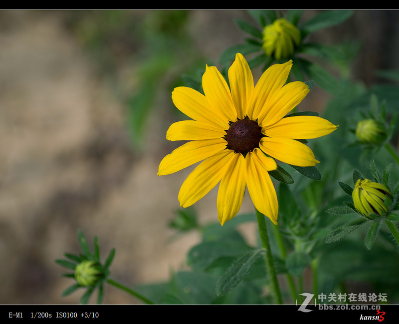 黑心菊----奥林巴斯EM-1+272E手动对焦