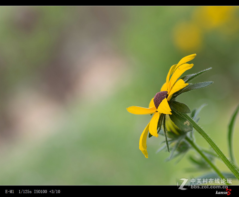 黑心菊----奥林巴斯EM-1+272E手动对焦