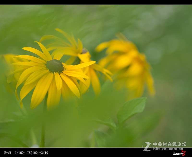 黑心菊----奥林巴斯EM-1+272E手动对焦
