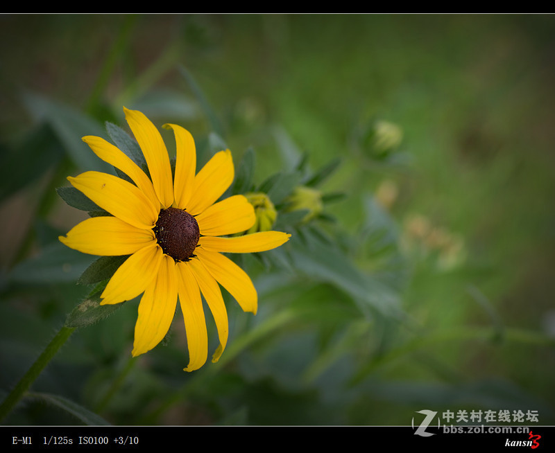 黑心菊----奥林巴斯EM-1+272E手动对焦