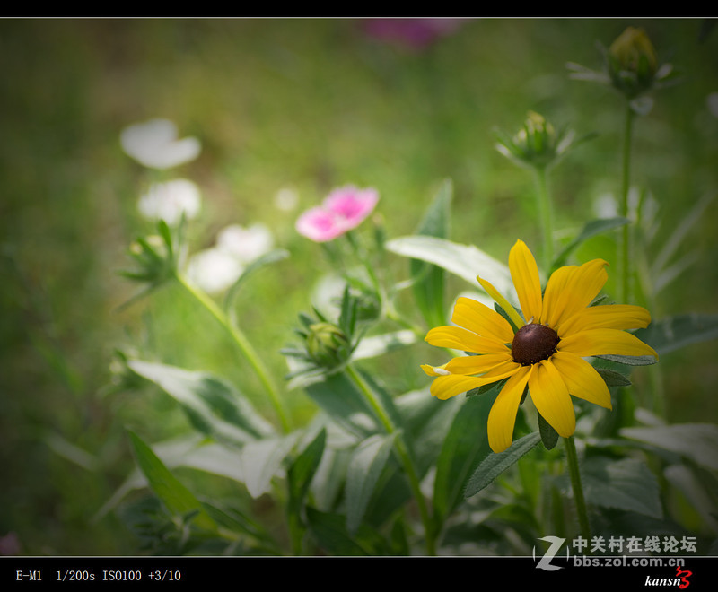 黑心菊----奥林巴斯EM-1+272E手动对焦