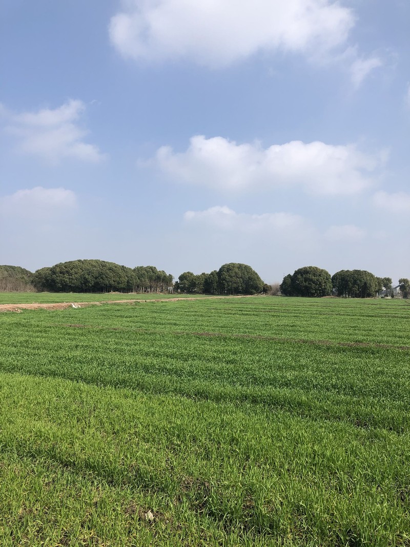 iPhonex日常拍照样张