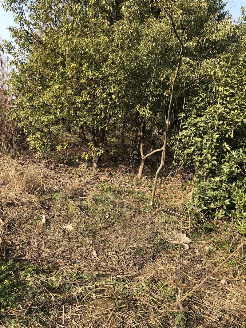 iPhonex日常拍照样张