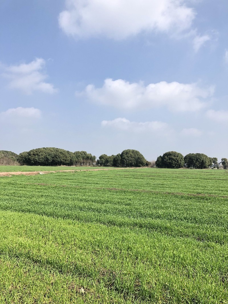 iPhonex日常拍照样张