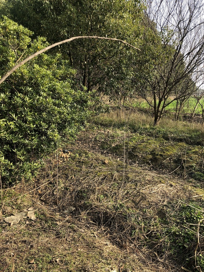 iPhonex日常拍照样张