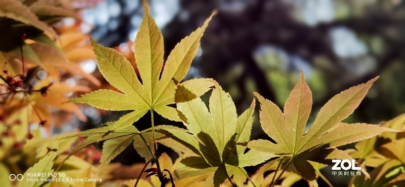 P40新机印象及试机片（附反光消除效果前后对比照）